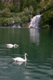 Krka_277_06032010 - Geese or swans swimming before the Roski Slap