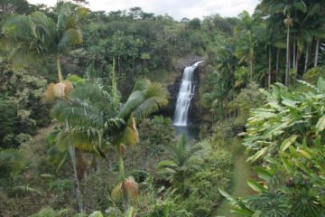 Kulaniapia Falls is a private waterfall on the lower slopes of Mauna Kea.  It's got a short walking path that leads to the inviting plunge pool at its base.  There is also a bamboo...