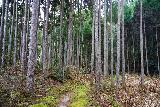 Kuwanoki_Falls_021_04102023 - Following a tree-lined path from the local cemetery towards the Kuwanoki Gorge