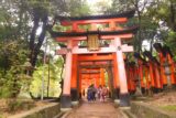 Kyoto_379_10242016 - Last look back at part of the torii tunnels on our way back to the entrance of the Fushimi Inari Shrine