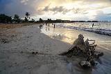 La_Parrilla_Luquillo_040_04212022 - Looking across some kind of driftwood or calcified remains towards the setting sun under increasingly cloudy skies at Luquillo Beach