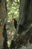 Laguna_de_los_Tres_107_12222007 - Woodpecker seen along the Laguna de Los Tres Trail