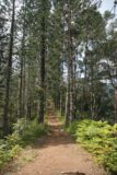 Laie_Falls_027_03082007 - Pine Trees along the La'ie Trail
