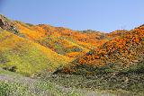 Lake_Elsinore_025_03172019 - Another look up Walker Canyon at the superbloom