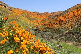 Lake_Elsinore_113_03172019 - Still more incredible scenery of the California Poppies superbloom