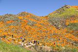 Lake_Elsinore_117_03172019 - Looking further up the Walker Canyon at more superbloom scenery as well as more of the context of the ridge that people were walking up towards