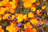 Lake_Elsinore_126_03172019 - Zoomed in on some of the purple flowers growing amongst the California Poppies