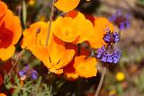 Lake_Elsinore_140_03172019 - Another closeup at some of the California Poppies and purple flowers in Walker Canyon