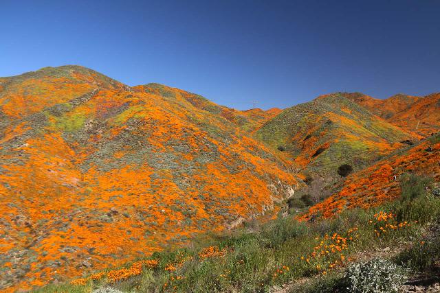 Lake_Elsinore_155_03172019 - We visited Walker Canyon during the superbloom of 2019 and were treated to impressive displays of orange blankets of California poppies like this one