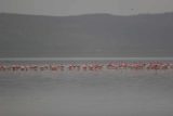 Lake_Nakuru_002_06212008 - Flamingoes on the lake