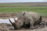 Lake_Nakuru_017_06212008 - White rhino wallowing in mud