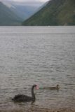 Lake_Rotoiti_008_01022010 - Ducks and swans on the lakeshore
