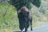 Lamar_Valley_014_08042020 - Bison walking along the Northeast Entrance Road in Lamar Valley