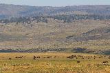 Lamar_Valley_194_08052020 - Looking towards another herd of bison grazing in the Lamar Valley