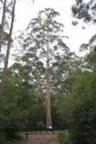 Lane-Poole_Falls_032_06182006 - More distant look at the Boolara Tree