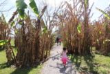 Laura_Plantation_106_03142016 - Tahia walking between these big corn stalks