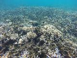 Le_Lagoto_077_goPro_11152019 - Still even more coral of the lagoon at Le Lagoto Resort in Savai'i