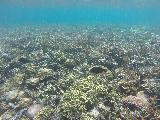 Le_Lagoto_098_goPro_11152019 - Still more diversity of life with black fish looking around for food in the corals of the lagoon at Le Lagoto Resort in Savai'i