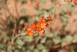 Left_Hand_107_04202017 - Some wildflowers blooming in Mill Creek Canyon in Moab