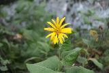 Lewis_Creek_028_08162019 - One of the wildflowers encountered near the Corlieu Falls platform