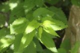 Lewis_Falls_17_043_06102017 - Closer look at the leaves that we thought were the stinging nettle (we could be wrong though)