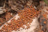 Lewis_Falls_17_164_06102017 - During our June 2017 visit to Soldier Creek Falls, we noticed swarms of ladybugs, which was something I had never seen before in all the times we'd been to Soldier Creek Falls.  A month earlier, we had seen a similar phenomenon at the Heart Rock Falls