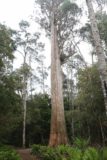 Liffey_Falls_17_013_11242017 - Getting closer to the base of the giant eucalyptus tree at the far end of the upper car park during my Liffey Falls visit in November 2017