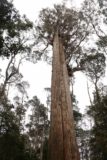 Liffey_Falls_17_017_11242017 - Looking up at the giant eucalyptus tree during my November 2017 visit to Liffey Falls