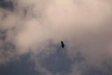 Linarejos_085_05292015 - Looking up at eagles or condors flying overhead near Cascada de Linarejos