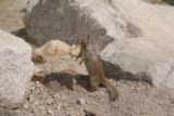 Lisa_Falls_021_05262017 - Closer look at one of several squirrels or chipmunks around Lisa Falls