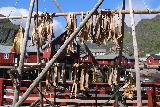 Lofoten_197_07032019 - More dried cod basking in the sun fronting the Brygge Restaurant at A i Lofoten