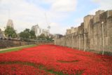 London_010_09102014 - A bunch of red poppies placed in the moat area to commemorate the fallen in WWI