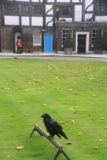 London_120_09102014 - A raven fronting the Queen's Quarters