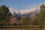 Lone_Pine_17_011_04082017 - Looking between some trees towards the Sierras from the Best Western in Lone Pine
