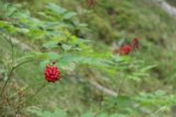 Lost_Creek_Falls_014_08102017 - Berries along the Lost Creek Falls Trail during my August 2017 hike indicated to me that this was a grizzly bear foraging area