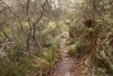 Lost_Falls_Tassie_032_11252017 - Following the narrow trail leading down to the Rock Pools during my November 2017 visit