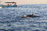Lovina_Dolphins_telephoto_071_06202022 - Looking towards another dolphin doing its thing off the coast of Lovina