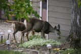Lower_Bertha_Falls_105_09232010 - Deer munching on someone's plants
