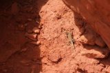 Lower_Calf_Creek_Falls_18_288_04022018 - Looking at a lizard contrasting with the red dirt around it