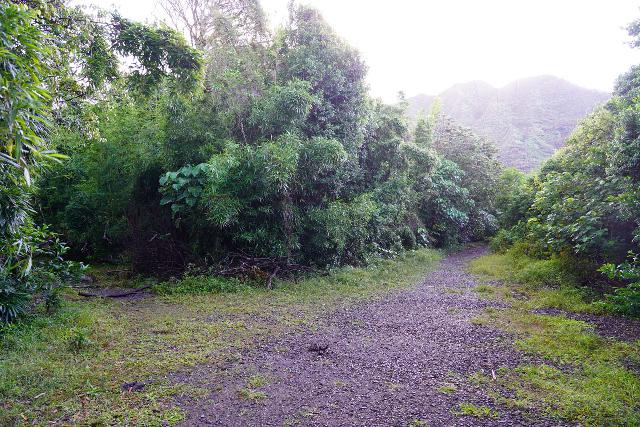 Lulumahu_Falls_017_11232021 - The sanctioned path kept right at this fork to remain on the wider Lulumahu Trail. The narrower path on the left went back towards the fenced off Honolulu BWS property