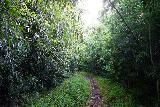 Lulumahu_Falls_019_11232021 - On the narrower path leading me somewhere closer to Lulumahu Falls