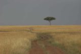 Maasai_Mara_041_06222008 - Lone acacia tree in classic Mara scenery