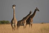 Maasai_Mara_045_06222008 - Trio of giraffes