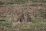 Maasai_Mara_080_06222008 - Mother and two cheetah cubs