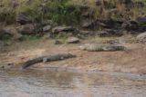 Maasai_Mara_122_06232008 - Giant Nile Crocodiles by the Mara River