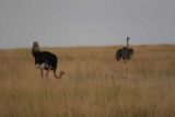 Maasai_Mara_148_06232008 - Pair of ostriches
