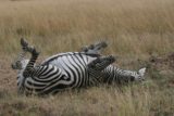 Maasai_Mara_150_06232008 - Itchy zebra