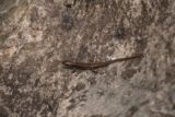 MacKenzie_Falls_17_157_11142017 - Closeup look at a lizard basking on a rock downstream of MacKenzie Falls during our November 2017 visit