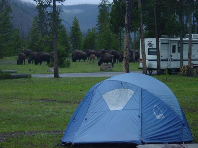 You never know who might show up to your campsite like this herd of bison in Yellowstone National Park