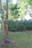 Mahoe_Falls_069_12262011 - The namesake mahogany trees seen in the Coyaba Gardens